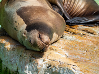 Close up portrait of a sea lion.