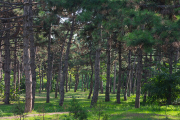 Photo of coniferous trees with green grass in the forest