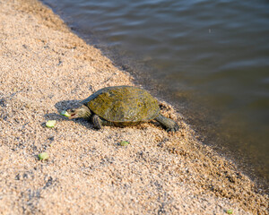 Freshwater turtle eating a slice of cucumber
