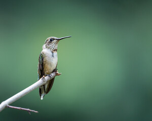 Closeup of a hummingbird in the garden