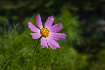 Pink cosmea flower on a green meadow