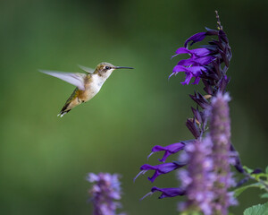 Fototapeta na wymiar Closeup of a hummingbird in the garden