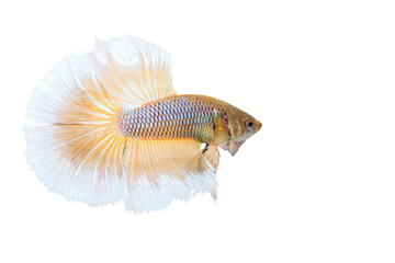 fighting fish isolated - 451048633