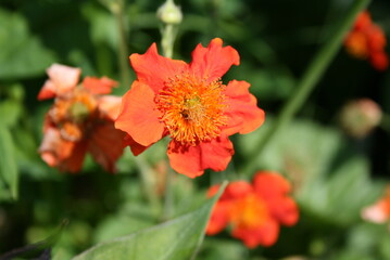 Rote Nelkenwurz (Gerum cheloense)
