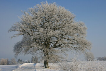 Eiche im Winter