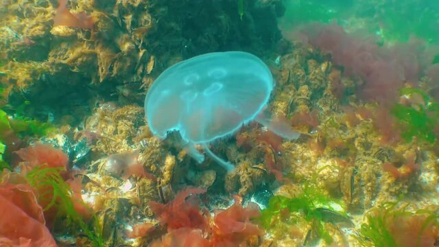 Jellyfish, moon jelly (Aurelia aurita) floats on a background of red and green algae in the Black Sea, Ukraine