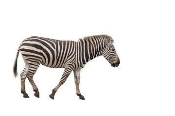 Fototapeta na wymiar zebra isolated
