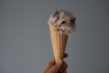 cute funny hamster sitting in an ice cream cone