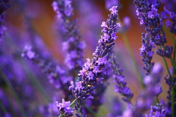 Fototapeta premium Mauve lavande