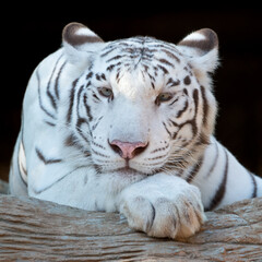 Fototapeta na wymiar tiger face