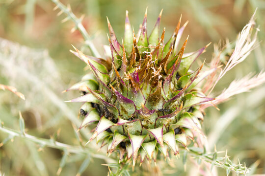 Close-up of a thistle with beautiful spikes