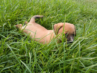 Naklejka premium One cute puppy laying in tall grass