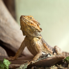 reptile