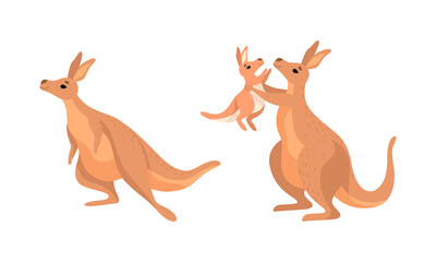 Brown Kangaroo Marsupial Animal with Powerful Hind Legs and Joey in Pouch Vector Set
