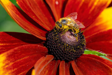 Close up from a honeybee (Apis mellifera) on a firewheel (Gaillardia pulchella) in the sunshine.