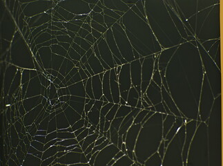 Pajęczyna . Spider's web. Ragnatela  - obrazy, fototapety, plakaty