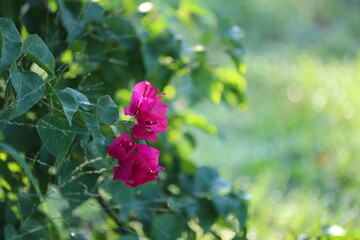 Pink Beauty