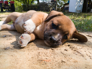 Close up of a cute orange puppy lying sideways in the dust in the countryside