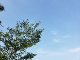 tree and sky