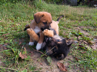 Two cute little playful puppies playing biting each other on the grass