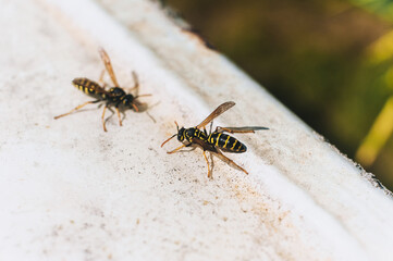 Two wasps sit on top of each other, having arranged a fight, a battle.