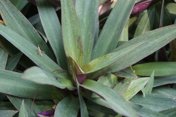 Obraz premium Tradescantia spathacea plant with a natural background