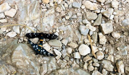 butterfly on the rock