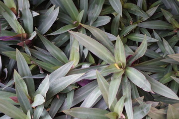 Obraz premium Tradescantia spathacea plant with a natural background