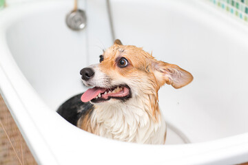 Corgi dog washes in the bathroom. Pet grooming.