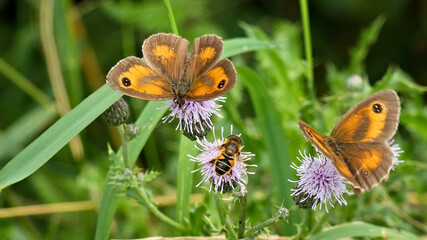 Beautiful shot of two gatekeeper butterflies and a bee on purple thistle flowers - Powered by Adobe