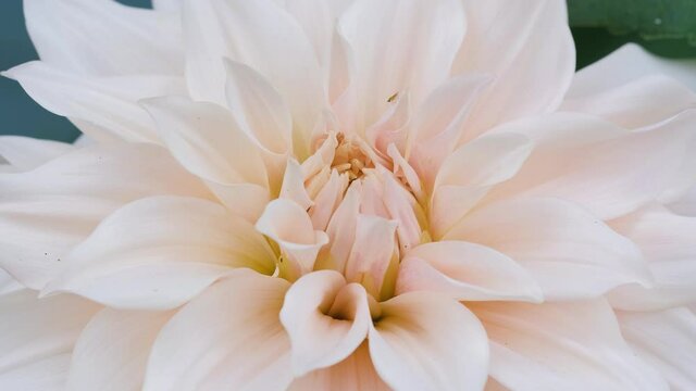 Dahlia Cafe au Lait flower plant growing in summer cottage garden