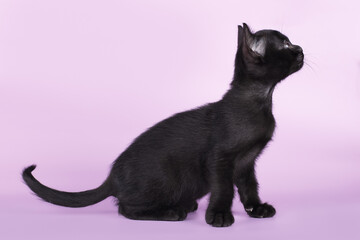 A Bombay kitten sits on a purple background