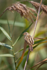 Zitting Cisticola - Cisticola juncidis also streaked fantail warbler, Old World warbler breeding in Europe, Africa and Asia down to northern Australia, small bird found in grasslands