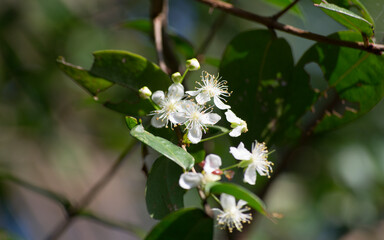 The flowers of the Surinam cherry (Eugenia uniflora) found in the mountains of the Atlantic Forest valley in São Paulo, Brazil.