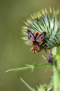 Eine Fliege auf einer Pflanze. Fliegen sind kleine Insekten. © boedefeld1969