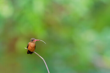 Cinnamon Hummingbird - Amazilia rutila hummingbird in Trochilidae, from Mexico to Costa Rica, natural habitats are dry forest, moist lowland forest, dry shrubland, sticking his tongue out