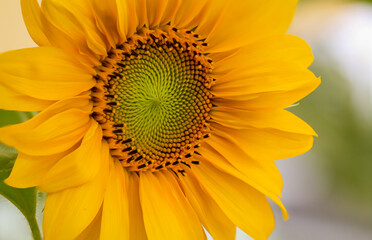 Herrlich gelbe Sonnenblumen im Sonnenlicht.