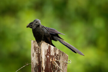 Groove-billed Ani - Crotophaga sulcirostris tropical bird in the cuckoo family, long tail and a large, curved beak. Resident species from Texas, Mexico to Colombia and Venezuela, Ecuador, Peru