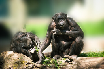 Wildlife photography Two monkeys mother and son. Close up, template for animal magazines.