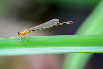 Eine Kleinlibelle sitzt auf dem Blatt einer Wasserlilie.