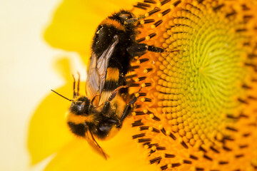 Zwei Hummeln bei der Paarung auf einer Sonnenblume.
