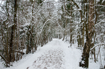 Snow covered trees in the forest