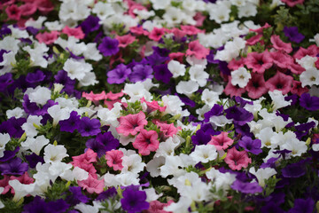 Flower bed full of different cultivars of Petunia, natural macro floral background