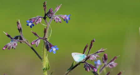 Glaucopsyche alexis butterfly on plant in nature environment at noon
