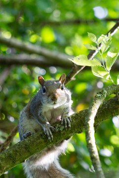 squirrel on a tree looking into camera