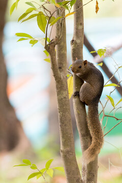 Squirrel on tree