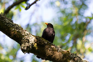 Blackbird