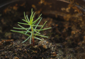 Close up shot of very young Sequoia Tree seedling that germinated recently. Concept of growing trees from seed - obrazy, fototapety, plakaty