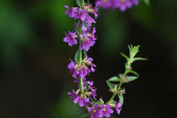 Obraz premium Lythrum anceps (Loosestrife) flowers. Lythraceae perennial plant.