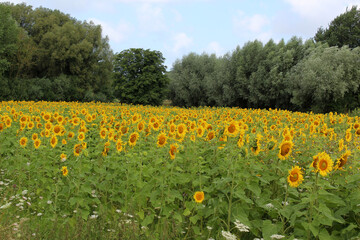 champ de tournesol